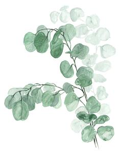 Illusztráció Watercolor silver dollar eucalyptus, Blursbyai