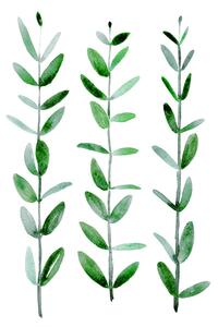 Illusztráció Watercolor eucalyptus parvifolia, Blursbyai, (30 x 40 cm)