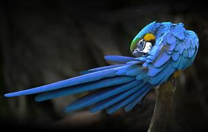 Fotográfia Blue parrot, Abbas Ali Amir