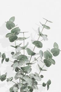 Illusztráció Eucalyptus Creative 16, Studio Collection