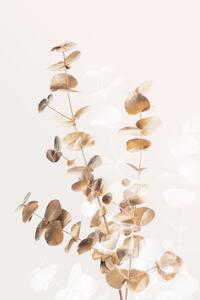 Illusztráció Eucalyptus Creative Gold 03, Studio Collection
