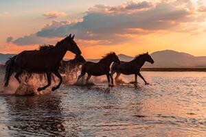 Fotográfia WATER HORSES, BARKAN TEKDOGAN, (40 x 26.7 cm)
