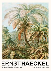 Reprodukció Filicinae–Laubfarne / Rainforest Trees (Vintage Academia) - Ernst Haeckel