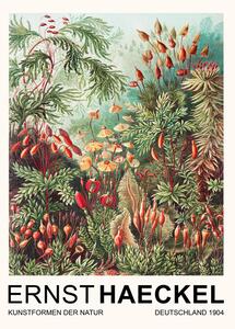 Reprodukció Muscinae–Laubmoose / Rainforest Plants (Vintage Academia) - Ernst Haeckel, (30 x 40 cm)