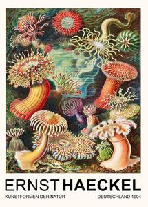 Reprodukció Actiniae–Seeanemonen / Sea Anemones (Vintage Academia) - Ernst Haeckel