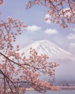 Fotográfia Mt. Fuji in the cherry blossoms, Makiko Samejima