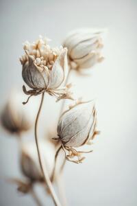 Fotográfia Beige Felt Flowers, Treechild