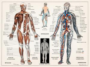 Illusztráció Antique Illustration of the Human Nervous & Muscular System