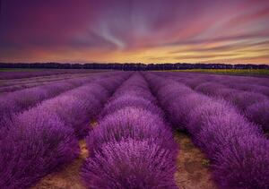 Fotográfia Lavender field, Nikki Georgieva V