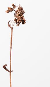 Fotográfia Dried brown plant 2, Studio Collection, (26.7 x 40 cm)