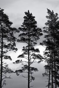 Fotográfia Swedish Trees, Mareike Böhmer