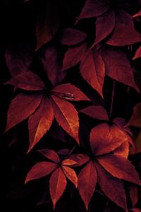 Fotográfia Dark Leaves, Mareike Böhmer