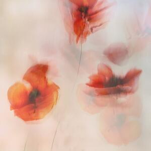 Illusztráció Painted poppies, Nel Talen