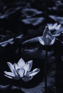 Fotográfia Midsummer lotus, Sunao Isotani