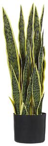 Műnövény SNAKE PLANT 63 cm Zöld