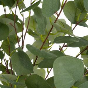 Művirág Eucalyptus – Casa Selección