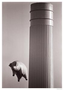 Plakát Pink Floyd - Animals – Inflatable pig 1976, (59.4 x 84 cm)