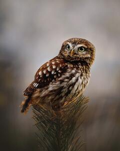Fotográfia Morning with owl, Michaela Firesova, (30 x 40 cm)