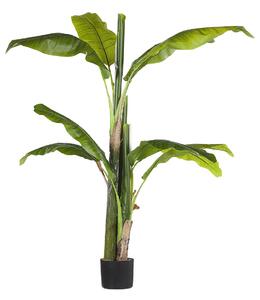 Műnövény MUSA TREE 154 cm Zöld