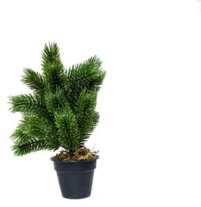 Mini műfenyő cserépben 22 cm Hó nélküli