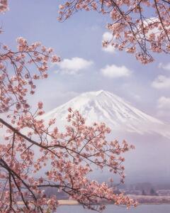 Művészeti fotózás Mt. Fuji in the cherry blossoms, Makiko Samejima, (30 x 40 cm)