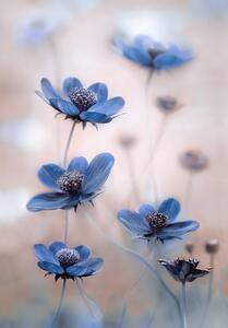 Fotográfia Cosmos blue, Mandy Disher, (26.7 x 40 cm)