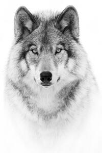Művészeti fotózás Portrait of a Timber Wolf, Jim Cumming, (30 x 40 cm)
