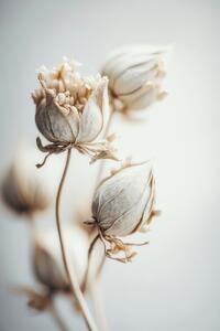 Fotográfia Beige Felt Flowers, Treechild, (26.7 x 40 cm)