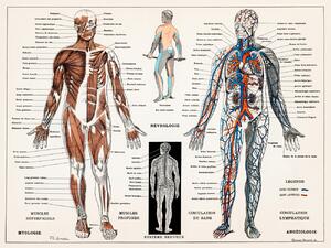 Illusztráció Antique Illustration of the Human Nervous & Muscular System, (40 x 30 cm)