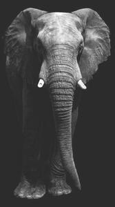 Művészeti fotózás Isolated elephant standing looking at camera, Aida Servi, (26.7 x 40 cm)