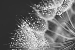 Fotográfia Dandelion seed with water drops, Jasmina007