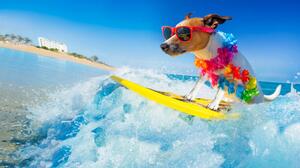 Fotográfia dog surfing on a wave, damedeeso, (40 x 22.5 cm)