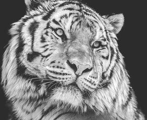 Fotográfia Powerful high contrast black and white tiger face, Kagenmi, (40 x 26.7 cm)