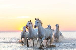 Fotográfia Camargue white horses running in water at sunset, Peter Adams, (40 x 26.7 cm)