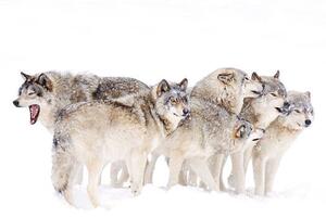 Művészeti fotózás Timber wolf family, Jim Cumming, (40 x 26.7 cm)
