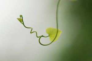 Művészeti fotózás Delicate plant tendril, PhotoAlto/Michele Constantini, (40 x 26.7 cm)