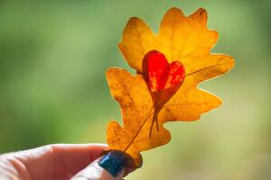 Művészeti fotózás Autumn yellow leaf with cut heart in a hand, polya_olya, (40 x 26.7 cm)