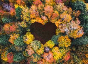 Művészeti fotózás Heart Shape In Autumn Forest, borchee, (40 x 30 cm)
