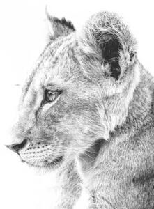 Művészeti fotózás Grayscale shot of a cute lion, Wirestock, (40 x 26.7 cm)