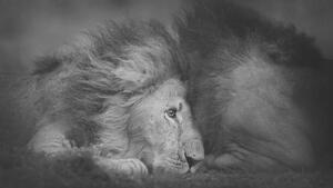 Művészeti fotózás Beautiful Portrait of Two Male Lions, Vicki Jauron, Babylon and Beyond Photography, (40 x 22.5 cm)