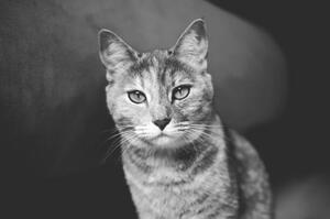 Művészeti fotózás Domestic cat looking at camera, Mario Gutiérrez, (40 x 26.7 cm)