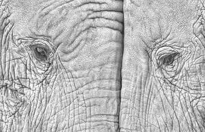 Művészeti fotózás Close-up of two elephants standing face to face, juanluis_duran, (40 x 26.7 cm)