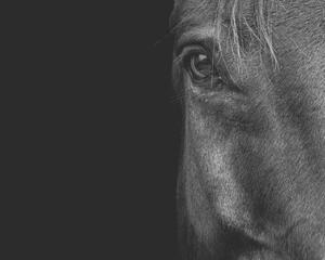 Művészeti fotózás Horse, Horse & Hound Fine Art Photography, (40 x 30 cm)
