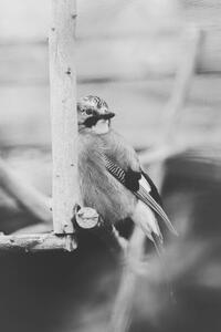 Művészeti fotózás Birdie Photo,Close-up of jay perching on feeder, Iolu Marian Beniamin / 500px, (26.7 x 40 cm)