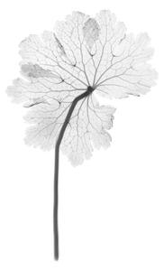 Művészeti fotózás Cranesbill leaf, (Geranium sp.), X-ray, NICK VEASEY/SCIENCE PHOTO LIBRARY, (26.7 x 40 cm)