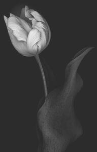 Művészeti fotózás Monochrome multi-shaded Parrot Tulip, OGphoto, (26.7 x 40 cm)