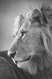 Művészeti fotózás Mono close-up of male lion looking left, nicholas_dale, (26.7 x 40 cm)
