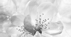 Művészeti fotózás Roses flowers. Floral spring background. Close-up., Fnadya76, (40 x 20 cm)