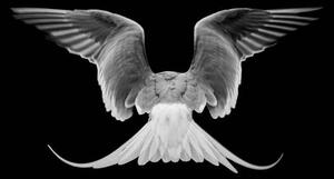 Művészeti fotózás Common Tern,Close-up of dove flying against, J Uriarte / 500px, (40 x 26.7 cm)