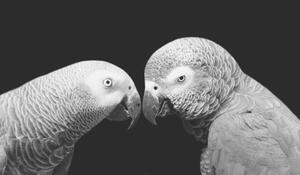Művészeti fotózás Two Beautiful Big Grey Parrot Closeup, Amit Chauhan, (40 x 22.5 cm)